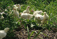 Bioh&auml;hnchen mit Auslauf