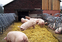 Bioland Schweine mit Auslauf