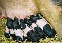 http://www.lothar-mei.de/photos/bioschwein2.jpg