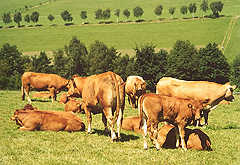 Biorinder auf der Weide